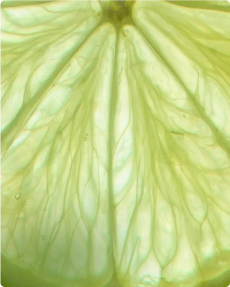 Close-up of translucent lime flesh from Kai’s Fresh direction
